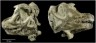 Abydosaurus skull picture
