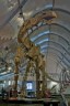 Argentinosaurus skeleton picture