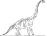 Brachiosaurus skeleton picture