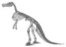 Edmontosaurus skeleton picture