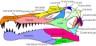 Spinosaurus skull diagram
