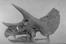 Triceratops Skull Fossil