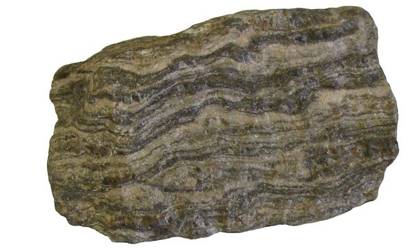This photo shows a chunk of gneiss, a metamorphic rock set against a white background.