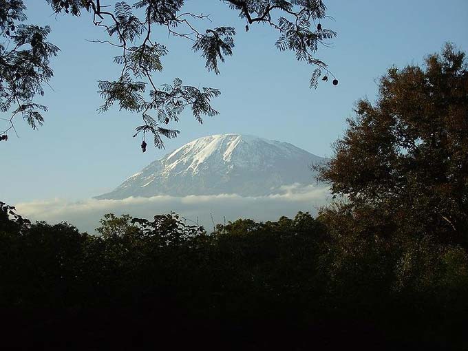 Seen through the trees, this photo shows Mount Kilimanjaro, the tallest mountain in Tanzania and the whole of Africa. The majestic landmark has a height of 5892 metres (19340 feet) above sea level.