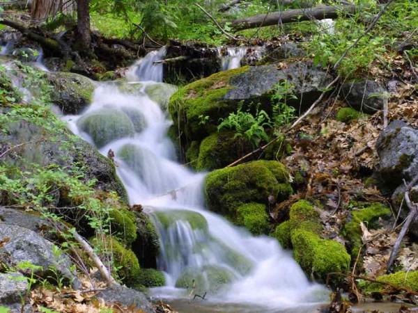 The water in this stream flows fast along the mossy rocks.