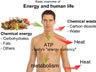 Basic overview of energy and human life