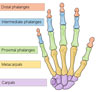 bones in the human hand