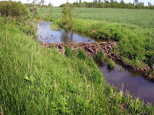 This photo shows a beaver dam built across a creek that runs through a field.