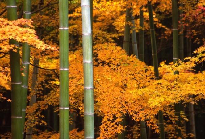 A beautiful photo showing a number of bamboo plants standing amongst a large bamboo forest in Kyoto, Japan.