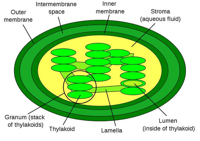 This diagram shows the basic structure of a chloroplast, featuring an inner membrane, outer membrane, intermembrane, stroma (aqueous fluid), lamella, lumen and more.