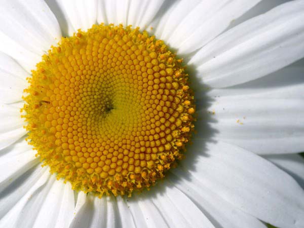 This extreme close up photo of a daisy gives a detailed view of the beautiful flower, with its delicate white petals fanning out from the center.