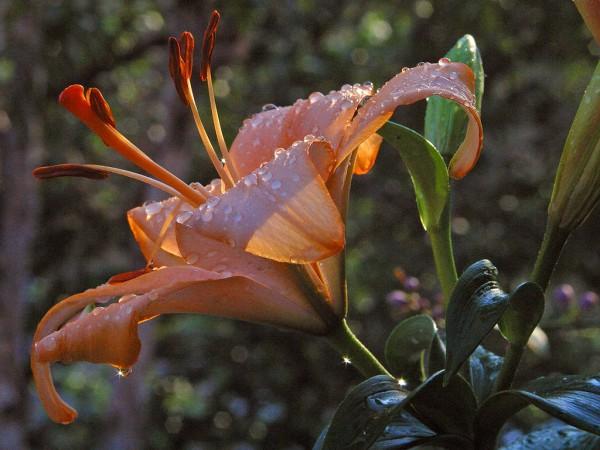 A photo of a beautiful looking day lily that has just received a welcome rain shower. Drops of water are visible on its petals.