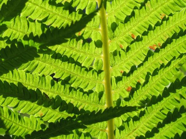 The sun tries to squeeze through the gaps in this majestic fern.