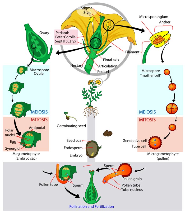 What is the life cycle of a flower? Find out with this excellent diagram which follows the stages and clearly labels the important information. Learn about meiosis, mitosis, pollination, fertilization, germinating seeds, the ovary, stigma, style and more.