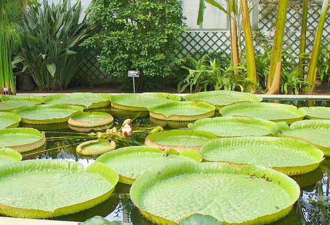 This photo shows a number of giant water lilies that are part of a wider garden. The giant water lilies stretch out across the surface of the water, blocking much of the light that would normally pierce the water surface.