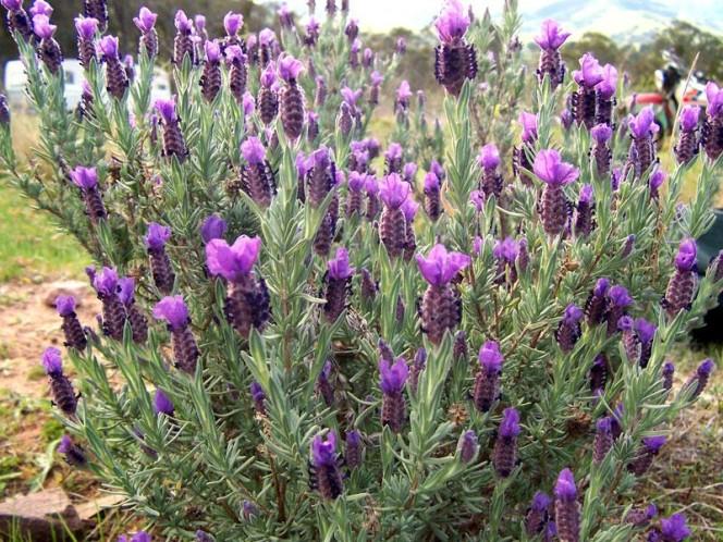 This photo shows a bright lavender plant sitting in someone's garden.