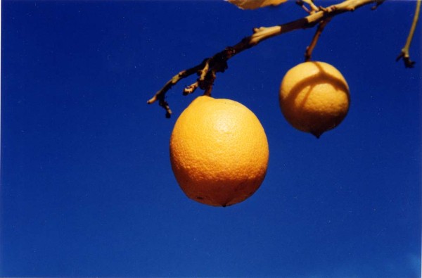 A bright photo showing two lemons hanging from the branch of a lemon tree against the backdrop of a deep blue sky on a beautifully sunny day.