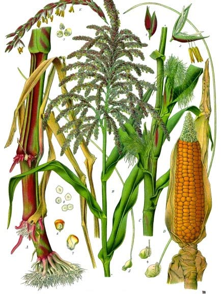 This maize plant diagram shows both the male and female flowers of what is commonly known as corn.