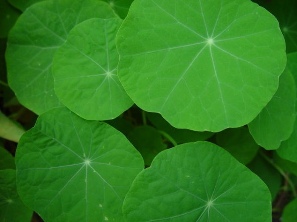 This photo shows a number of nasturtium leaves sitting in a garden.
