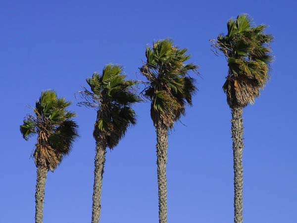 Four large palm trees blow in the strong winds with a beautifully blue sky in the background.