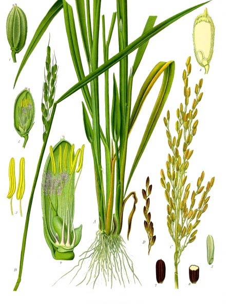 This rice plant diagram illustrates the important parts of the plant Oryza sativa. Rice is the seed of this plant and is a very important grain that has high levels of worldwide production.