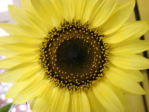 An extreme close up photo showing the front of a beautiful looking sunflower.