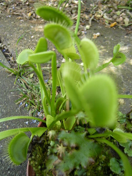 This photo shows a Venus Fly Trap plant. A carnivorous plant, the Venus Fly Trap catches insects as they walk over hairs that trigger the plant to close. It then kills and dissolves the insect in acid.