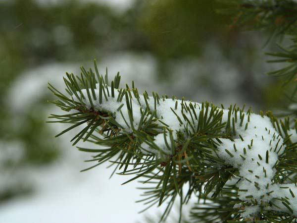 In a forest of winter pines, this photo shows a close up photo of a branch covered in snow.
