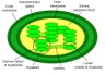 chloroplast diagram
