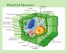 plant cell structure diagram
