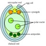 plant embryo sac