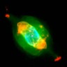planetary nebula