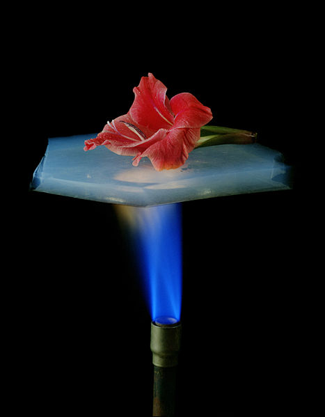 This photo shows the excellent insulating properties of a substance known as aerogel. It easily protects the flower from the Bunsen burner flame.