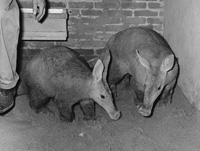 Aardvark facts