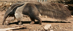 Anteater facts