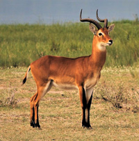 Antelope facts