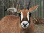 Interesting Information about Antelope