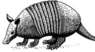 Interesting Information about Armadillos