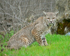 Interesting Information about Bobcats
