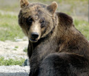 Interesting Information about Brown Bears