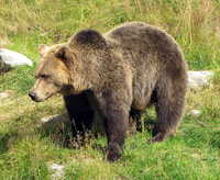 Grizzly bear facts