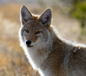 Interesting Information about Coyotes
