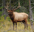 Interesting Information about Elk