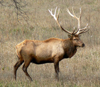 Elk facts