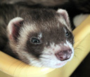 Interesting Information about Ferrets