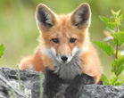 Interesting Information about Foxes