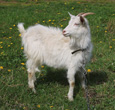Interesting Information about Goats