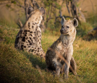Hyena facts
