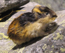 Interesting Information about Lemmings