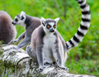 Interesting Information about Lemurs